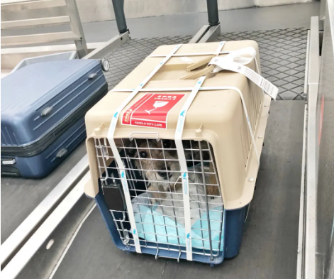 衡阳宠物托运 宠物托运公司 机场宠物托运 宠物空运